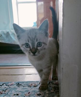 Продам котенка