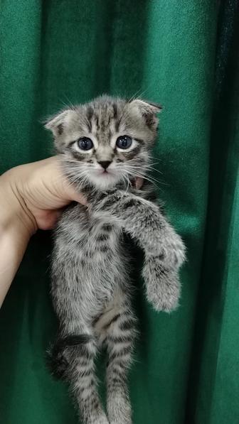 Отдам котят
