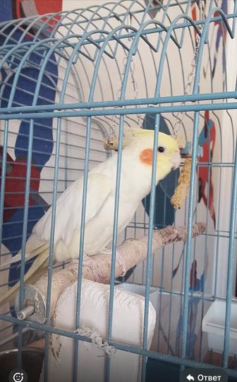 Попугай Корелла