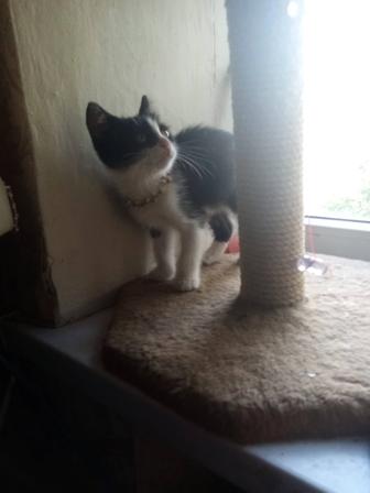 Отдам котёнка в добрые руки