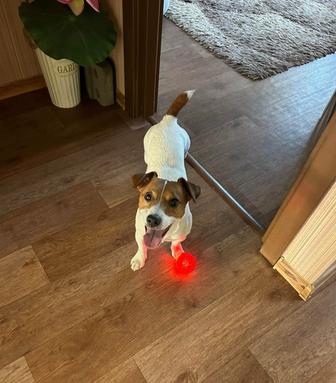 Пропала собака аэропорт