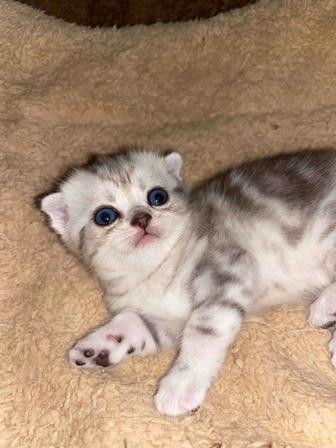 Вислоухий шотландец