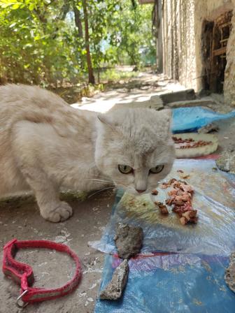 Найден кот или кошка 2 микрорайон