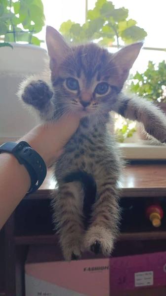 Отдам котят даром