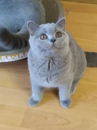 Продажа - продается Британская чистопородная кошечка