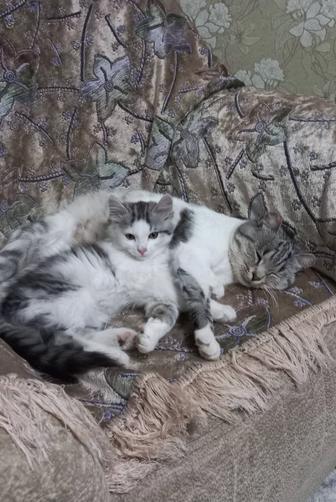 Отдадим кошечку в хорошие и добрые ручки