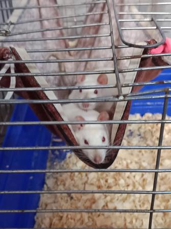 Отдам двух крыс