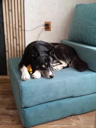 Хаски вязка кобель