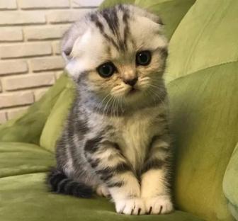 Котята шотландские
