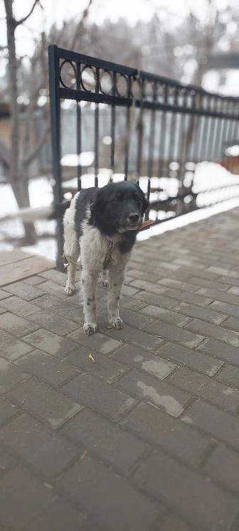 Щенок из приюта Хвостатый рай