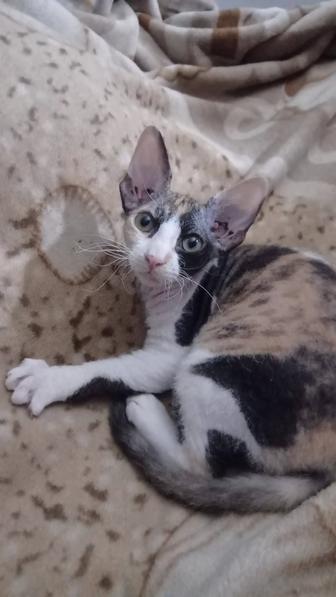 Котенок сфинкс