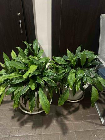 Комнатные цветы Женское счастье