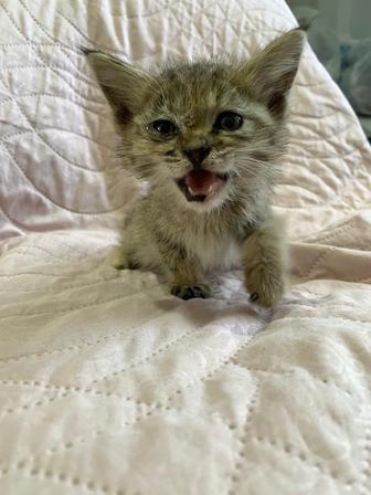 Кот