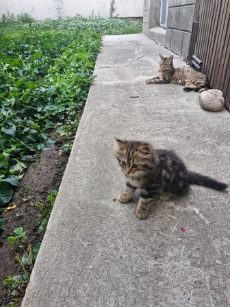 Отдам котят бесплатно