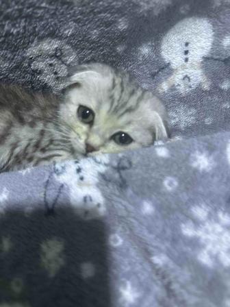 Продам вислоухого котенка