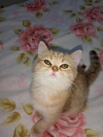 Продается кошечка девочка золотая Шиншилла Скоттиш страйт