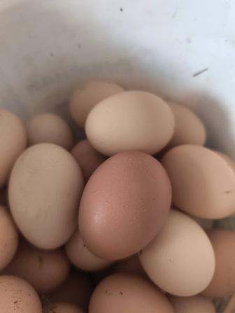 Продам домашние яйца
