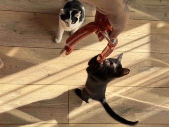 Отдам котенка