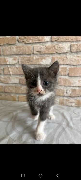 Отдам даром котенка