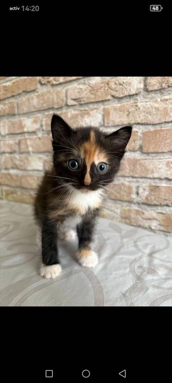 Отдам даром котенка