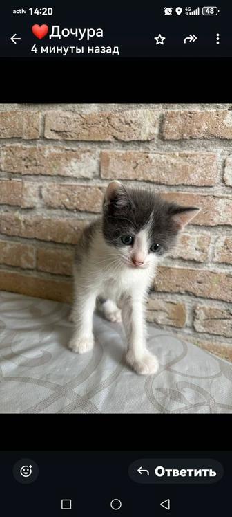 Отдам даром котенка
