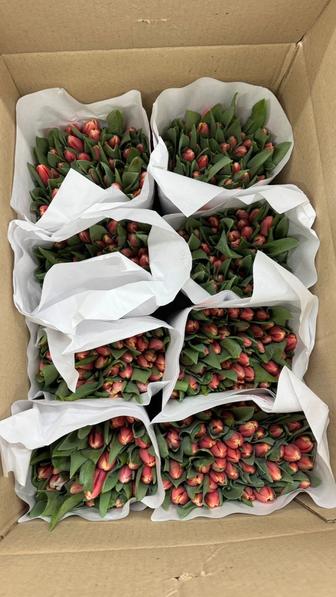 Тюльпаны оптом и в розницу