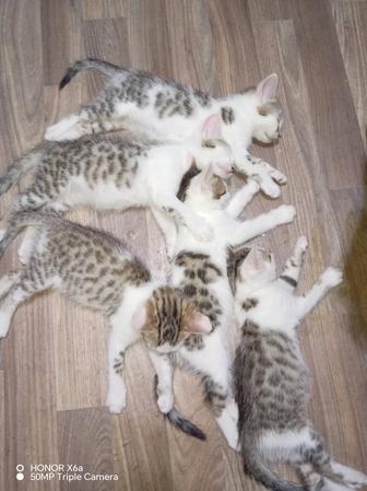 Срочно отдам котят