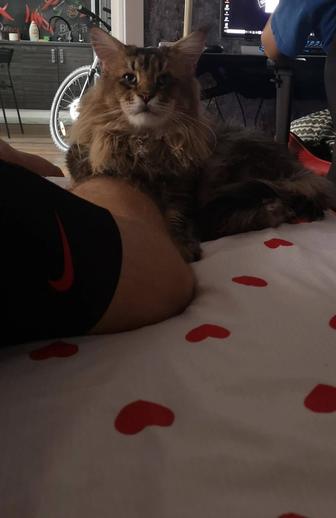 Вязка кот Мейн кун