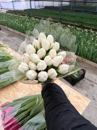 Тюльпаны к 8 марта