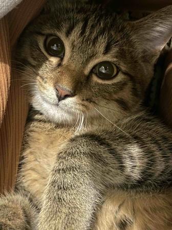 Отдам кота в добрые руки