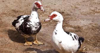 Продам уток живьем и мясом