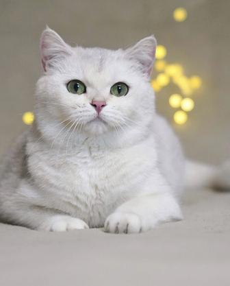 Британская серебристая шиншилла