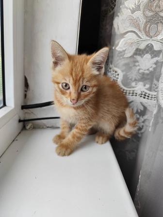 Отдам котенка в хорошие руки