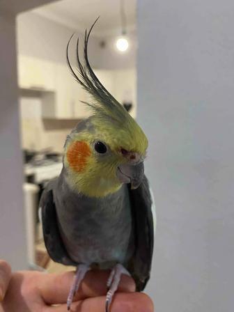 Продам попугая кореллу