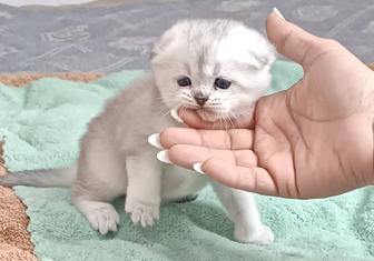 Шотландские вислоухие котята