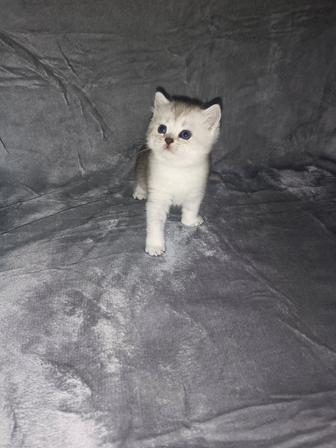 Шотландские вислоухие котята