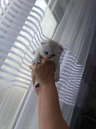 Шотландские вислоухие котята