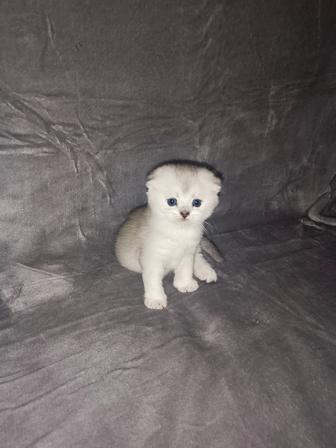 Шотландские вислоухие котята