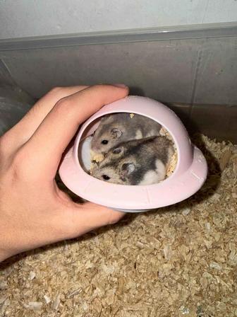 Хомяк