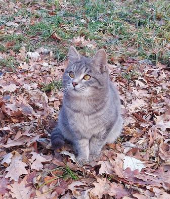 Отдам шотландского котенка за символическую цену