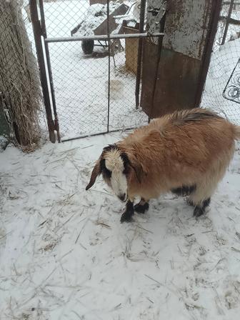 Продам молодую козу