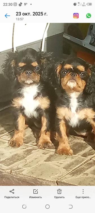 Продаются щенки Кинг Чарз Спаниэль. Настоящая королевская собачка. .