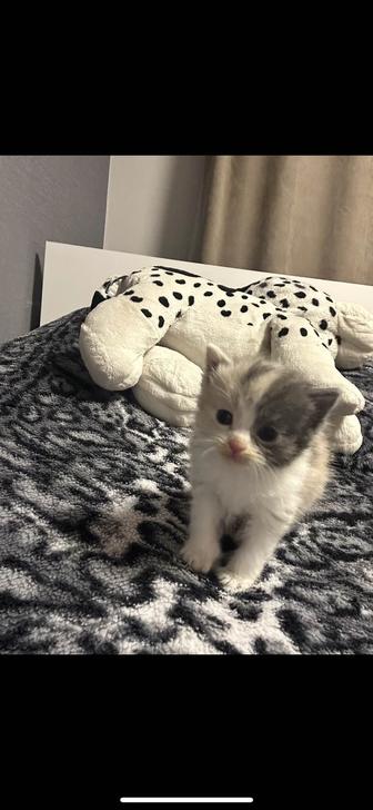 котята британки