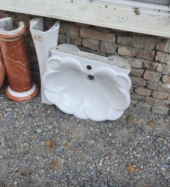 Раковины тюльпан