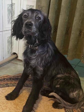 Продам щенка