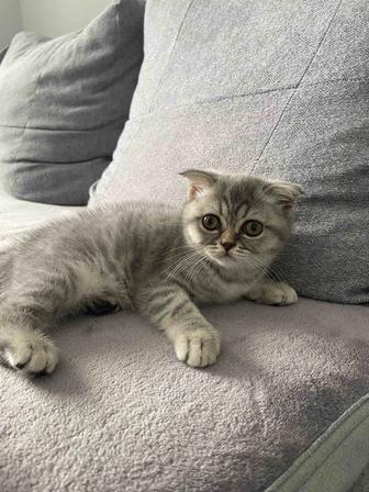 Котенок Scottish Fold
