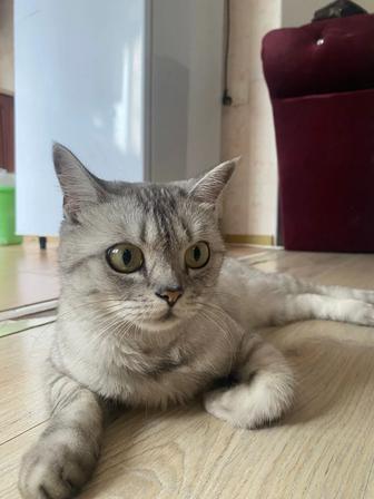 Отдам шотландскую прямоухую кошку бесплатно