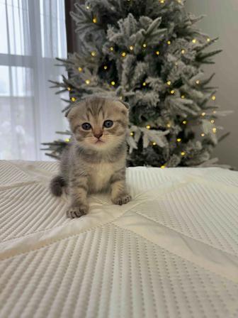 Продам котят