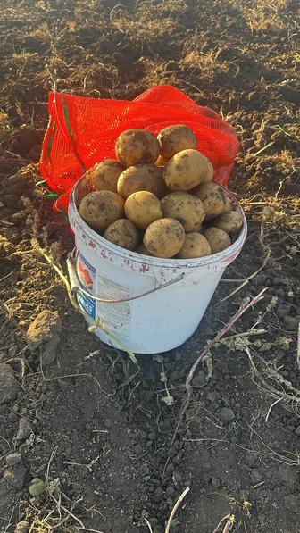 Продам картофель домашний