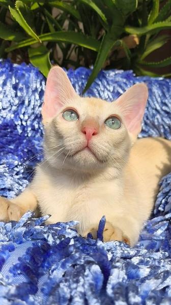 БУРМА- котик ( бурманский ).ПОД БРОНЬ